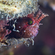 Illustration for article titled Perhaps the Most Beautiful Undersea Photography Weve Ever Seen